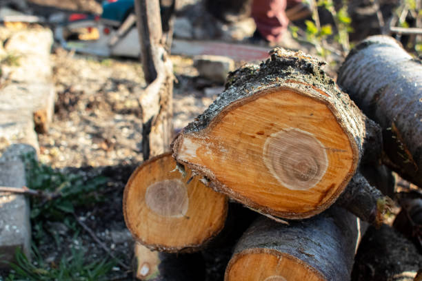 Trusted Parkesburg, PA Tree Care Experts