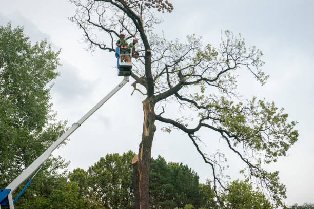 Tree and Shrub Care in Parkesburg, PA