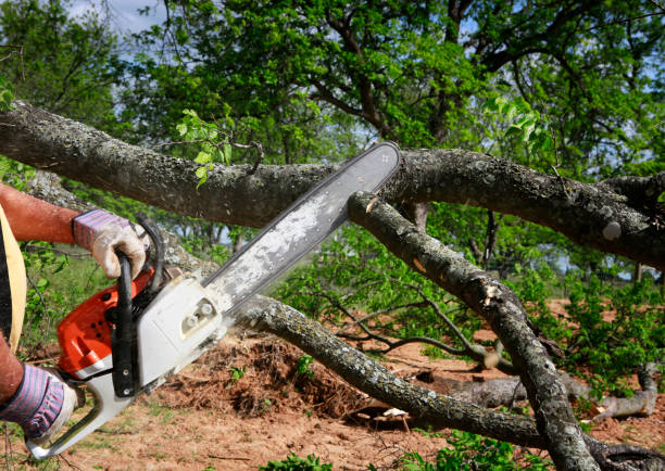 Parkesburg, PA Tree Care Company