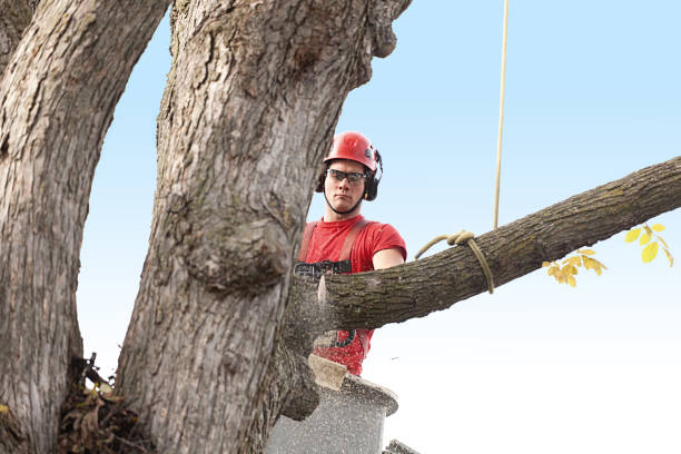 How Our Tree Care Process Works  in  Parkesburg, PA